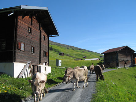Kühe auf dem Weg zur Weide