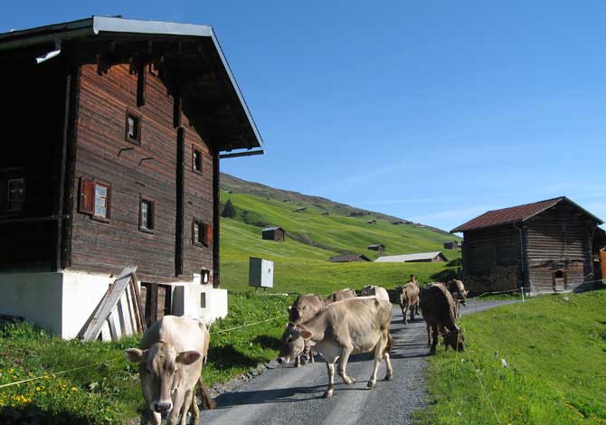 Kühe auf dem Weg zur Weide